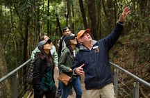 All Inclusive Blue Mountain,Scenic World,Lunch,Koalas,ferry