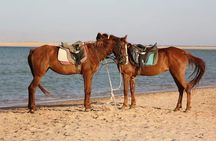Horse Riding in Dahab