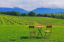 Exclusive Tour of the Vineyards with Visit to the Cellar!