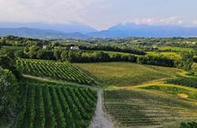 Exclusive Tour of the Vineyards with Visit to the Cellar!