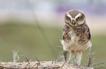 Half-Day Private Birdwatching Tour in Lima