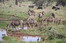 Half-Day Nairobi National Park and Maasai Market with Pick up