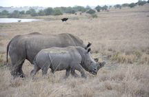 Half-Day Nairobi National Park and Maasai Market with Pick up