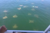 Pensacola Beach Jolly Dolphin Cruise and Scenic Bay Tour