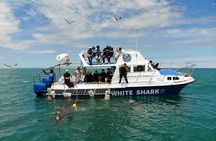 Guided Shark Cage Diving with Hookah Air Supply in Gansbaai
