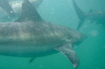 Guided Shark Cage Diving with Hookah Air Supply in Gansbaai