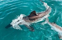 Guided Shark Cage Diving with Hookah Air Supply in Gansbaai