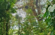 Private Guided Walk to the Santa Elena Cloud Forest Reserve