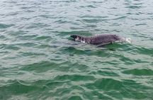 Private 2-Hour Dolphin Watching Cruise in St. Petersburg, FL