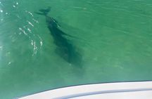 Private 2-Hour Dolphin Watching Cruise in St. Petersburg, FL