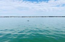 Private 2-Hour Dolphin Watching Cruise in St. Petersburg, FL