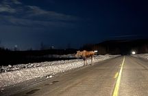 Vip Aurora Adventure from Fairbanks