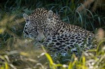 Sabie Game Reserve Sunset Safari Tour with Sundowners