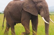 4 Days Tsavo West – Amboseli and Tsavo East Safari