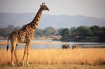 Guided Safari tour, lodging & meals, S. Luangwa National Park by Landcruiser 4x4
