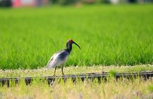 Sado Island Tour with Licensed Guide and Vehicle (Niigata Dep.)
