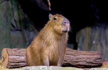 The National Aquarium Abu Dhabi Admission Tickets