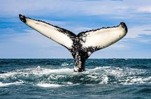 Classic Whale Watching from Dalvík Near Akureyri