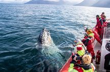 Express Whale Watching in Dalvik 