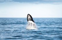 Whale Watching in Husavik