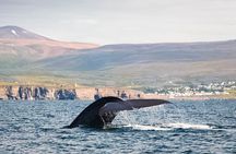 Whales and Puffins Tour from Husavik