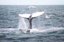 Whales and Puffins Tour from Husavik