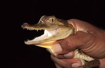 Alligators Night Watch