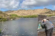 St.Martin - St.Maarten: Small Group, Birding Tour / Bird Watching Tour