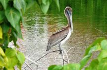 St.Martin - St.Maarten: Small Group, Birding Tour / Bird Watching Tour