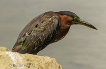 St.Martin - St.Maarten: Small Group, Birding Tour / Bird Watching Tour