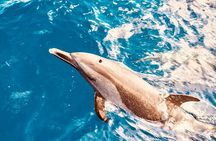 Dolphin Watching and Snorkeling on the West Coast of Oahu 