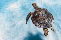 Dolphin Watching and Snorkeling on the West Coast of Oahu 