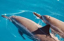 Dolphin Watching and Snorkeling on the West Coast of Oahu 