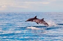 Dolphin Watching and Snorkeling on the West Coast of Oahu 