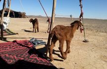 Erg Chebbi Desert Tour From Errachidia For Two Nights 