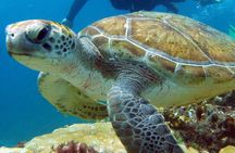 Snorkeling Tour