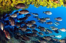 Discover Scuba Diving in Sal