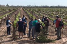 Small group tour in 2 wineries in Luján de Cuyo or Maipú