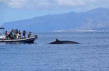 Bonadea II Ecological Whale Watching, 2 hours