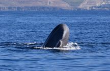 Bonadea II Ecological Whale Watching, 2 hours