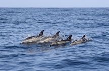 Bonadea II Ecological Whale Watching, 2 hours