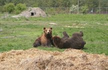 Visiting a Bear and Wolf Sanctuary
