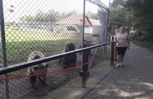 Visiting a Bear and Wolf Sanctuary