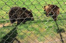Visiting a Bear and Wolf Sanctuary