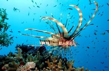 Giftun Island Snorkeling Trip from Hurghada