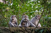 Best of Ubud’s Highlights Full-Day Tour