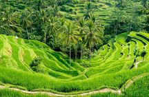Bali All-Inclusive: Ubud Tour with Entrance Ticket and Lunch Included