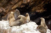 Ballestas Islands Boat Tour in Paracas