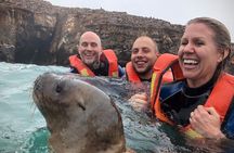 Palomino Islands Sea Lion Swimming Tour