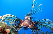 Ras Mohammed Diving Day Trip from Sharm el-Sheikh